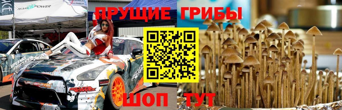 Псилоцибиновые грибы Cubensis Каменск-Уральский